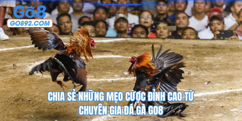 Chia sẻ những mẹo cược đỉnh cao từ chuyên gia đá gà GO8