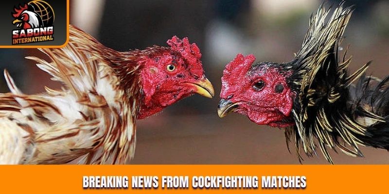 Breaking news from cockfighting matches
