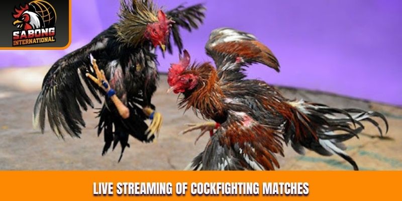 Live streaming of cockfighting matches