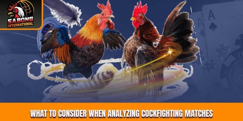 What to consider when analyzing cockfighting matches